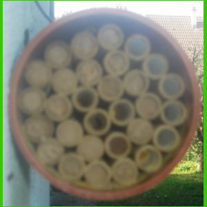Nid d'abeilles maçonnes (Osmia rufa)