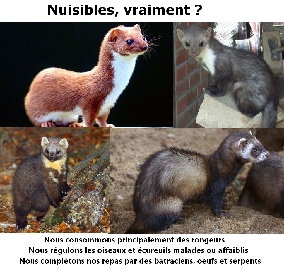 Belette – Espèces nuisibles, invasives