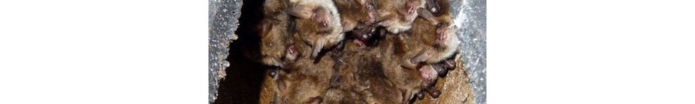 Égayer son environnement : le retour des animaux (2/2)