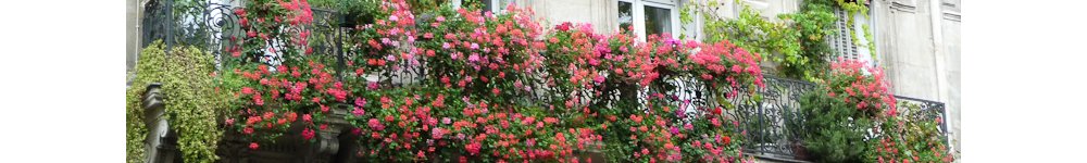 Égayer son environnement : le retour des plantes